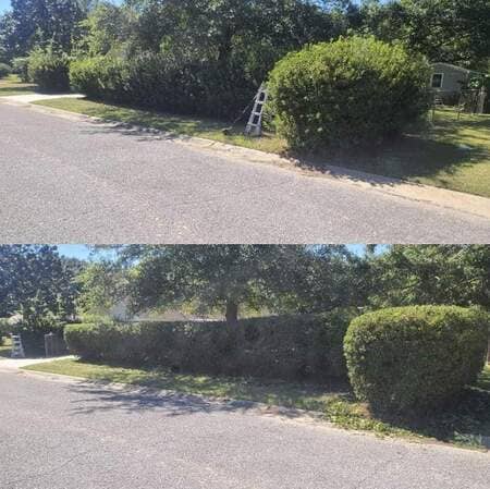 Bush trimming in Ocean Springs  (17)