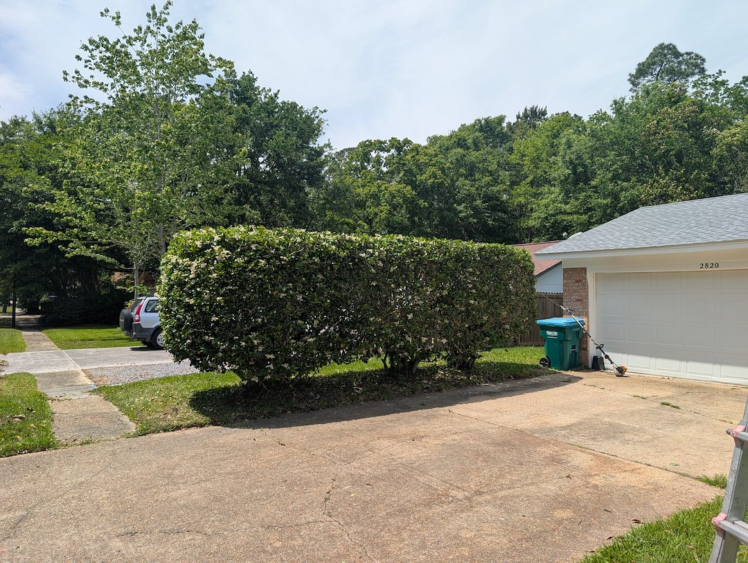 Bush Trimming in Ocean Springs, Ms (2)