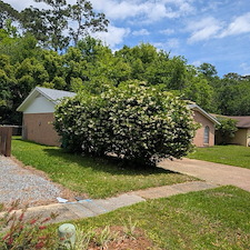 Bush-Trimming-in-Ocean-Springs-Ms-2 3